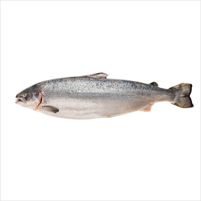 Fresh fish