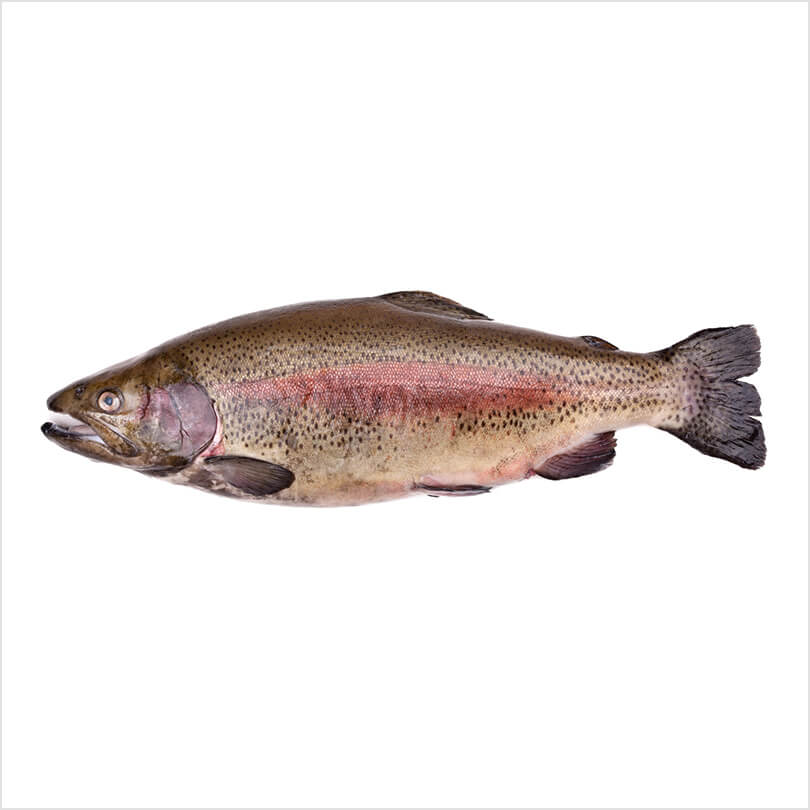 Fresh fish